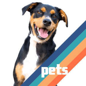 Pets